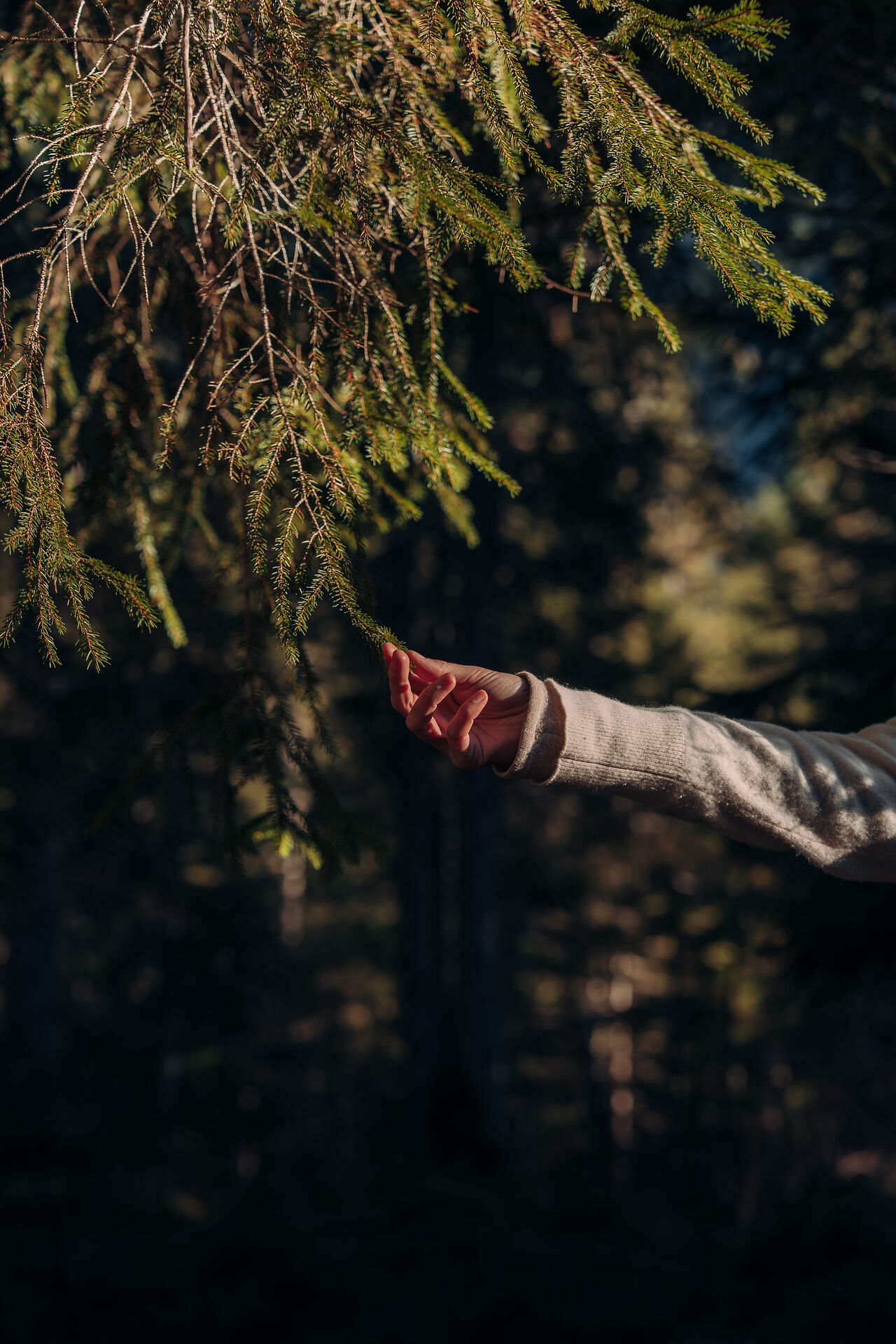 Hand am Tannenbaum im Tannheimer Tal